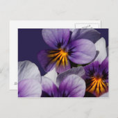 Carte Postale Violets (Devant / Derrière)