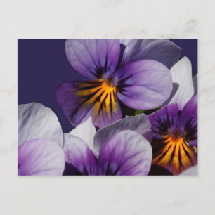 Carte Postale Violets