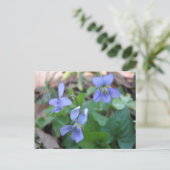 Carte postale Violets Bleus (Debout devant)