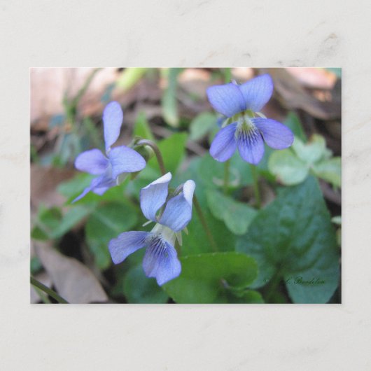Carte postale Violets Bleus (Devant)