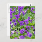 Carte Postale Violets en bois du Wisconsin - Customisés (Devant / Derrière)