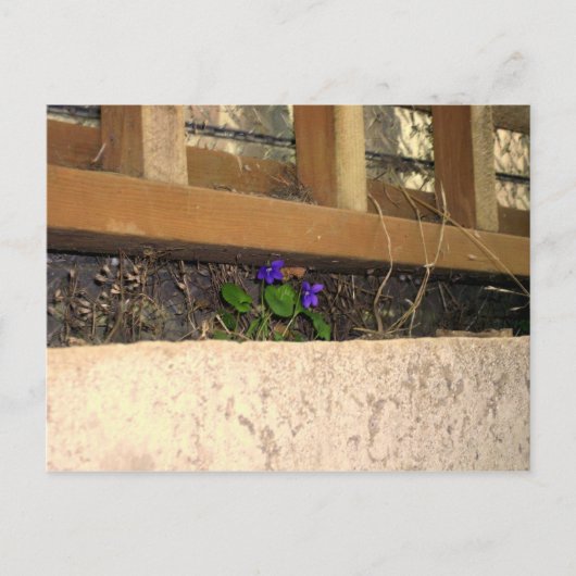 Carte postale violette (Devant)
