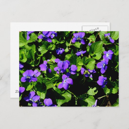 Carte postale violette (Devant / Derrière)