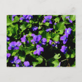 Carte postale violette (Devant)