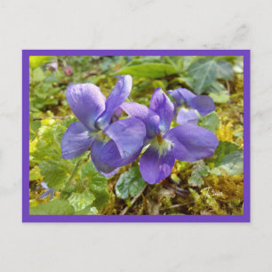 carte postale violette