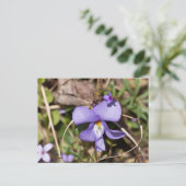 Carte Postale Violette à pieds d'oiseau avec bluets (Debout devant)