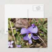 Carte Postale Violette à pieds d'oiseau avec bluets (Devant / Derrière)