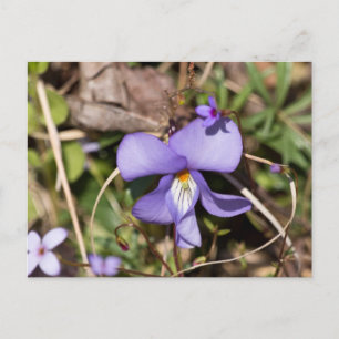 Carte Postale Violette à pieds d'oiseau avec bluets