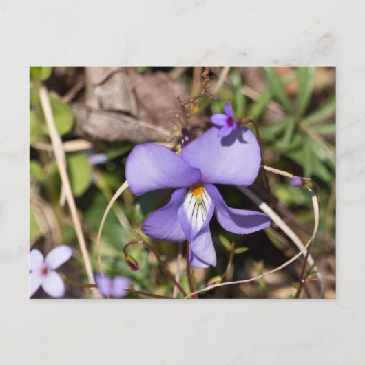 Carte Postale Violette à pieds d'oiseau avec bluets (Devant)
