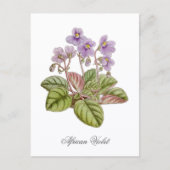 Carte Postale Violette africaine Curtis Botanical (Devant)