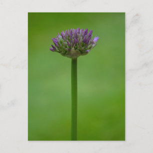 Carte postale violette Allium Flower