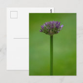 Carte postale violette Allium Flower (Devant / Derrière)