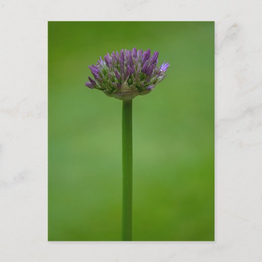 Carte postale violette Allium Flower (Devant)