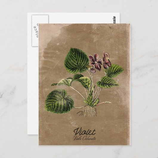 Carte postale violette de style vintage (Devant / Derrière)