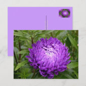 Carte postale violette - MS JOH 2011 (Devant / Derrière)