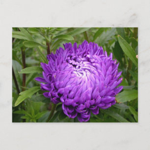 Carte postale violette - MS JOH 2011