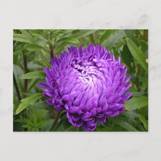 Carte postale violette - MS JOH 2011 (Devant)
