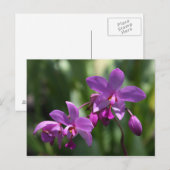 Carte postale violette orchidée (Devant / Derrière)