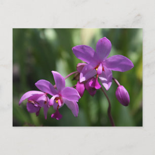 Carte postale violette orchidée