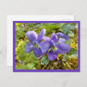 carte postale violettes (Devant / Derrière)