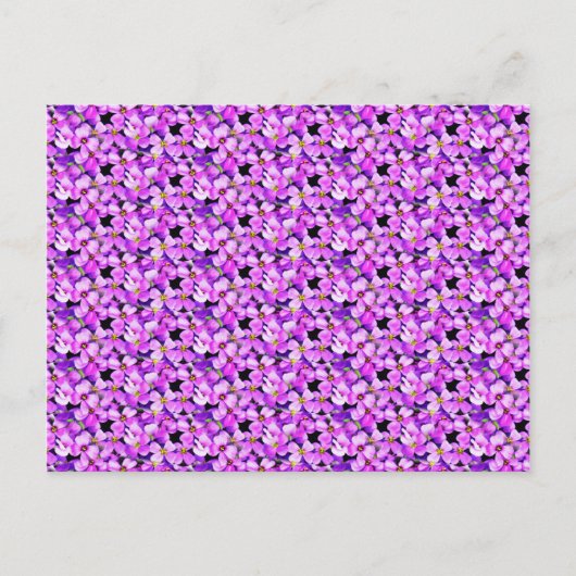 Carte Postale Violettes roses et violettes (Devant)