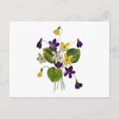 Carte Postale Violettes sauvages agressées faites dans la broder (Devant)