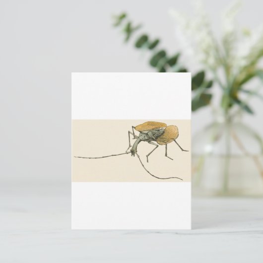 Carte Postale Violon (Debout devant)