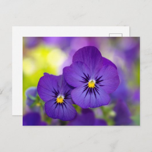 Carte Postale Violons violets (Devant / Derrière)