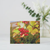 Carte postale Viorne Obier à Baies Rouges (Debout devant)