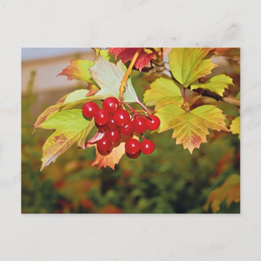 Carte postale Viorne Obier à Baies Rouges (Devant)