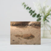 Carte Postale Viper de la Corne du Sahara (Debout devant)