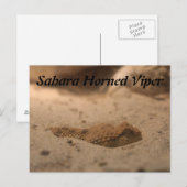 Carte Postale Viper de la Corne du Sahara (Devant / Derrière)