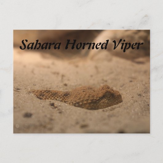 Carte Postale Viper de la Corne du Sahara (Devant)