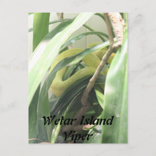 Carte Postale Viper de l'île Wetar