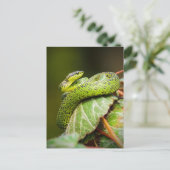 Carte Postale Viper des Grands Lacs (Debout devant)