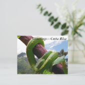 Carte Postale Viper vert au Costa Rica (Debout devant)