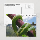 Carte Postale Viper vert au Costa Rica (Devant / Derrière)