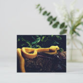 Carte Postale Vipère Eyelash, Mexique et Californie (Debout devant)