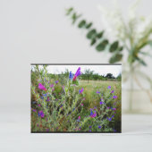 Carte Postale Vipérine pourpre, Echium Plant (Debout devant)