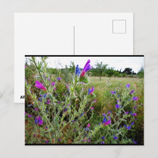 Carte Postale Vipérine pourpre, Echium Plant (Devant / Derrière)