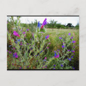 Carte Postale Vipérine pourpre, Echium Plant (Devant)