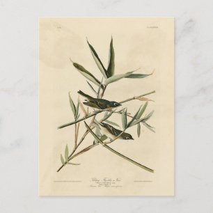 Carte Postale Vireo à tête bleue d'Audubon's Birds of America