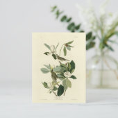Carte Postale Vireo Audubon Birds of America (Debout devant)