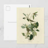 Carte Postale Vireo Audubon Birds of America (Devant / Derrière)