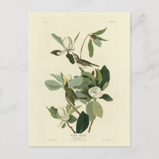 Carte Postale Vireo Audubon Birds of America (Devant)