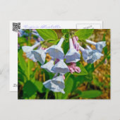 Carte Postale Virginia Bluebells Articles Coordonnés (Devant / Derrière)