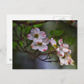 Carte Postale Virginia Dogwood (Devant / Derrière)
