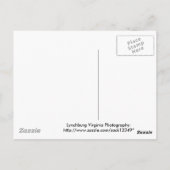 Carte Postale Virginia Dogwood (Dos)