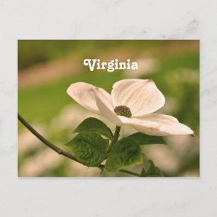 Carte Postale Virginia Dogwood