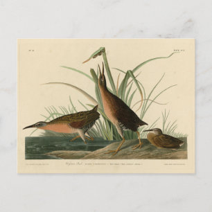 Carte Postale Virginia Rail de Audubon's Birds of America
